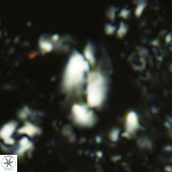 Helicosphaera treisporoi VR 05575