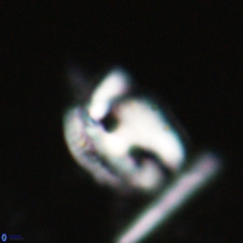 Helicosphaerella recta VR 028494