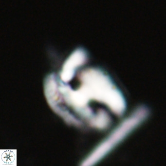 Helicosphaerella recta VR 028494