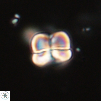 Heliolithus aktasii 68911