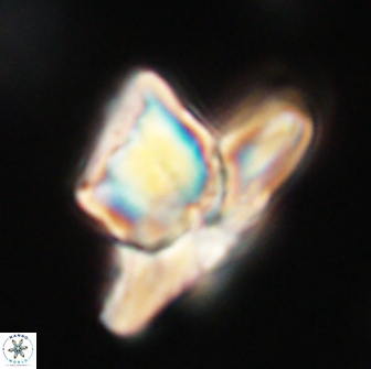 Heliolithus knoxii 66660