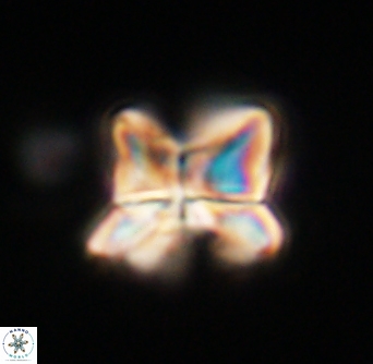 Heliolithus riedelii 61256
