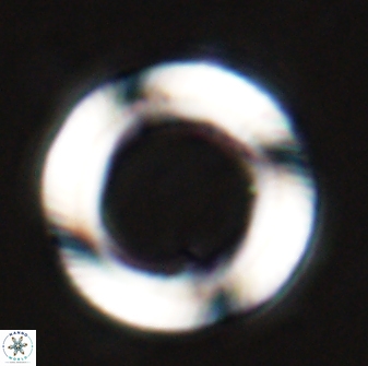 Tonromeinia davidii 25663