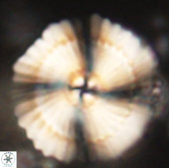Heliotrochus kleinpellii 62717