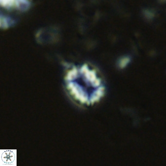 Holodiscolithus pseudomacroporus VR 09248