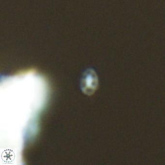 Helladosphaera dalmatica VR 04150