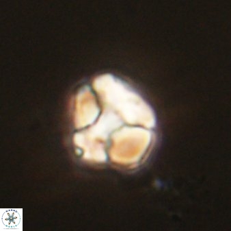 Karoulimorfi asynithis 56097