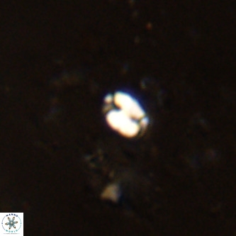 Lanternithus jawzii VR 00162