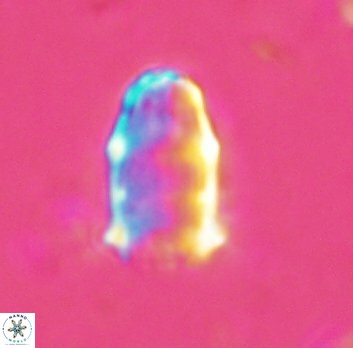 Lapideacassis mariae 5097