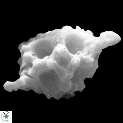 Lithostromation biconvexitas 938 23