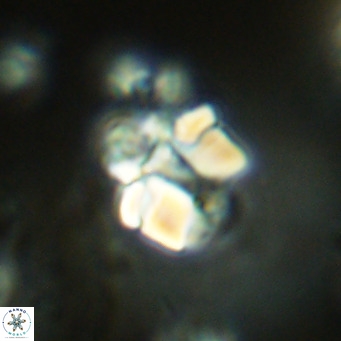 Lithoptychius schimitzii VR 09942