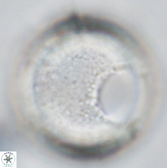 Loenella granifera VR 09226