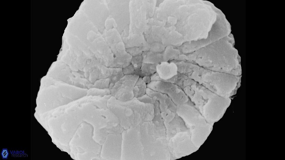 P harrisonii distal holotype 30 3