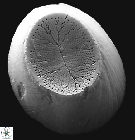P praesyracusana