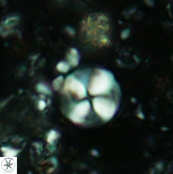 Palaeomicula jacovidesii 5224