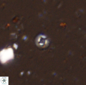 Palaeopontosphaera dorsetensis 33219