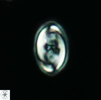 Percivalia fenestrata 3573