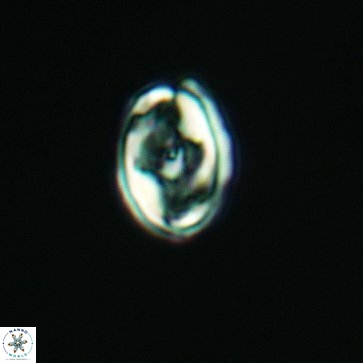 Percivalia nebulosus 3786