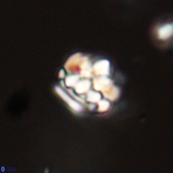 Perideraiolithus ponticus 59139