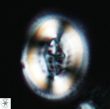 Pollicenotas constrictus 10296
