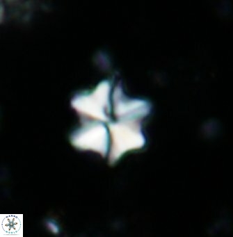 Polycostella senaria 1416