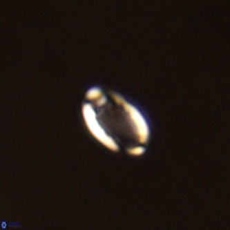 Pontosphaera wondersii VR 01273