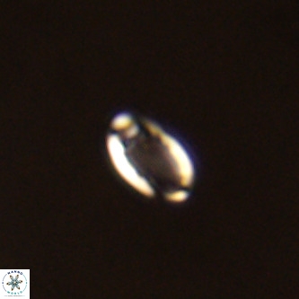 Pontosphaera wondersii VR 01273