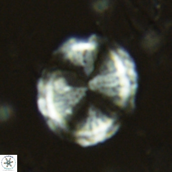 Pontosphaera lepida VR 06487