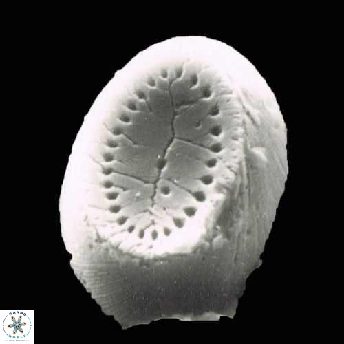 Pontosphaera sparsiforata 1150 1