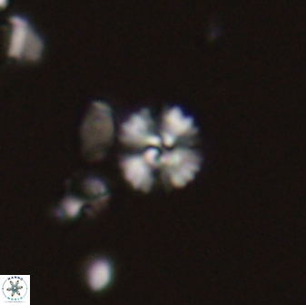 Ravdotodiskolithus parvus 58637