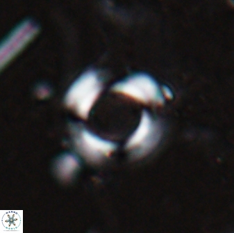 Reticulofenestra bukryi 26483