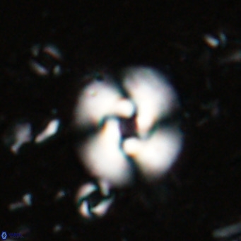 Cyclicargolithus halimeerae VR 025137