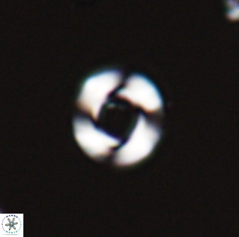 Reticulofenestra looseae 25990