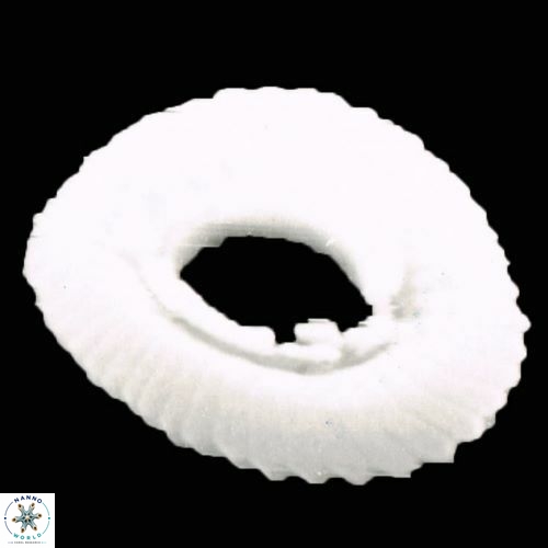 Reticulofenestra doronicoides 947 1