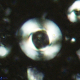 Reticulofenestra primitiva VR 03031