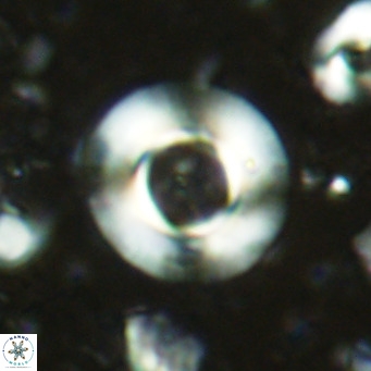 Reticulofenestra primitiva VR 03031