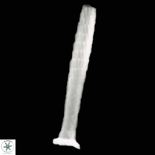 Rhabdosphaera perlonga S5 18