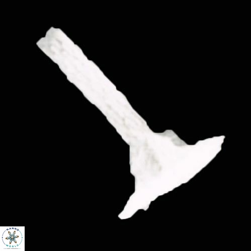 Rhabdosphaera vitrae S7 6