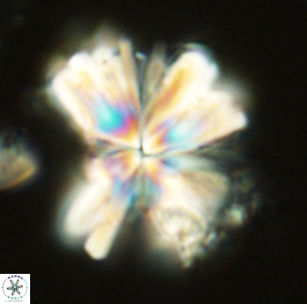 Rigaudia multiradiata VR 03488