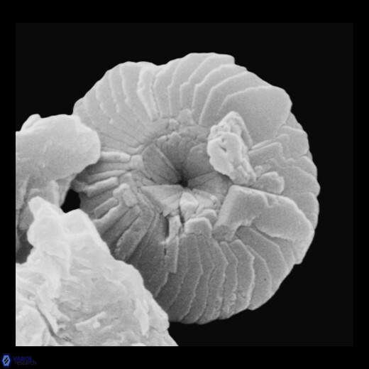 S pacificanus default