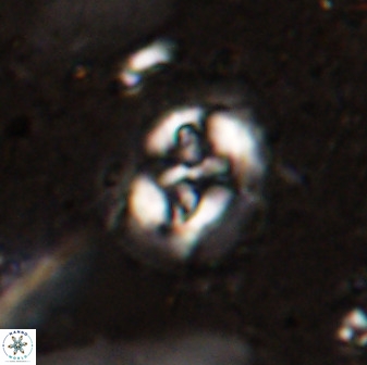 Sullivania danica 50960