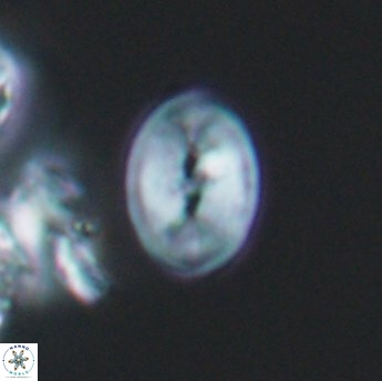 Salomonia tuzuniorum 9765