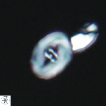 Salomonia biperforatus 6451
