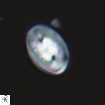 Salomonia elkefensis 13804