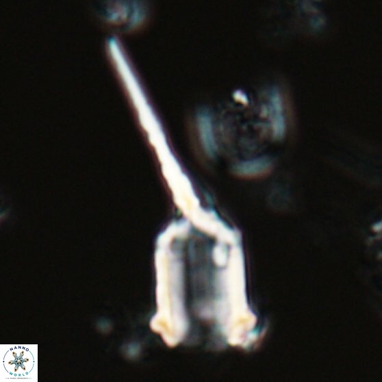 Scampanella cornuta 28781