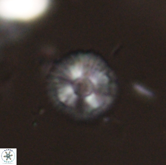 Scoteinimorfi aquilus 58992