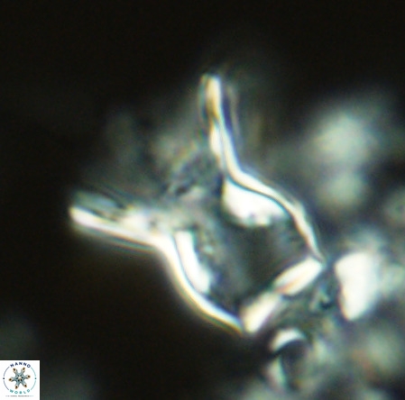 Scyphosphaera amphora VR 10904