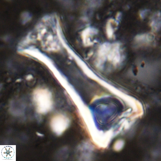 Scyphosphaera intermedia 48944