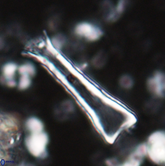 Scyphosphaera quasitubifera 22811