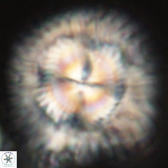 Carlamuelleria katapliktikos 67033